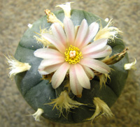 Lophophora Williamsii 5 to 6cm mature plant.